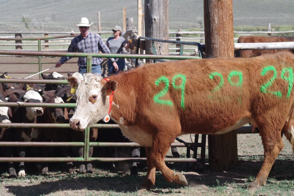 BAT on cow