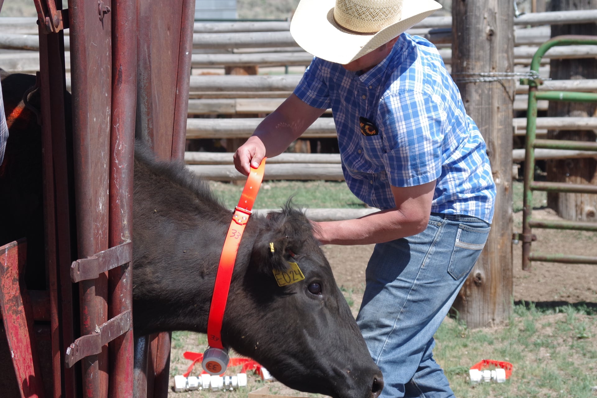 Cattle Tracker